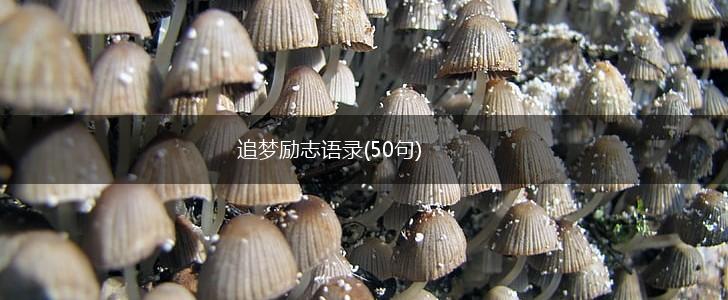 追梦励志语录(50句),第1张