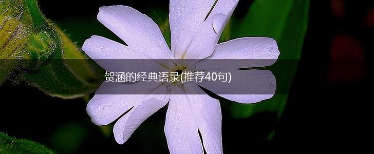 贺涵的经典语录(推荐40句),第1张 贺涵的经典语录(推荐40句),第1张