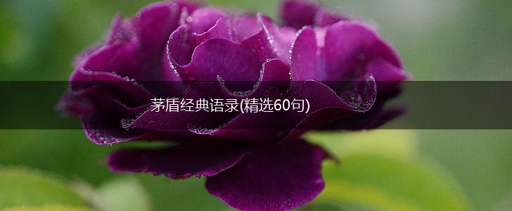 茅盾经典语录(精选60句),第1张