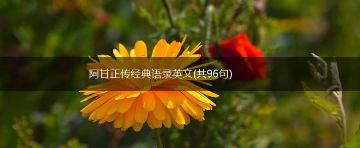 阿甘正传经典语录英文(共96句),第1张