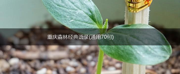 重庆森林经典语录(通用70句),第1张