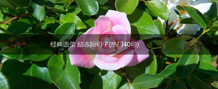 经典语录 励志短句子(热门40句),第1张 经典语录 励志短句子(热门40句),第1张