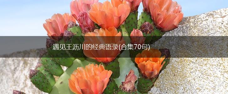遇见王沥川的经典语录(合集70句),第1张