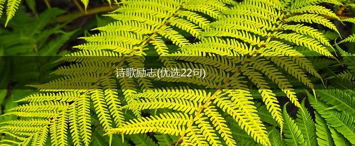 诗歌励志(优选22句),第1张