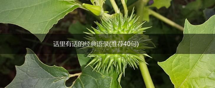 话里有话的经典语录(推荐40句),第1张