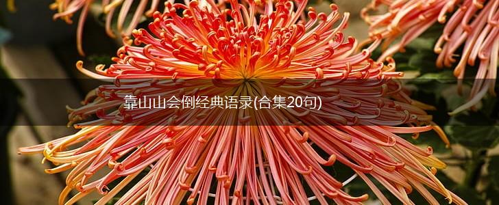 靠山山会倒经典语录(合集20句),第1张