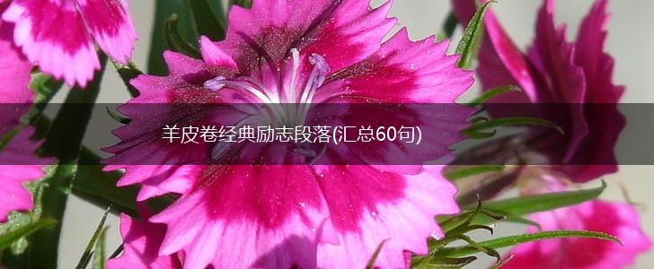 羊皮卷经典励志段落(汇总60句),第1张 羊皮卷经典励志段落(汇总60句),第1张