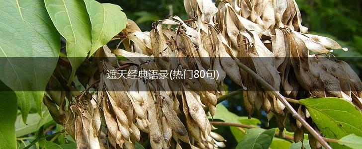 遮天经典语录(热门80句),第1张
