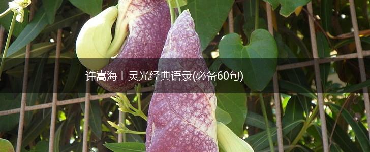 许嵩海上灵光经典语录(必备60句),第1张