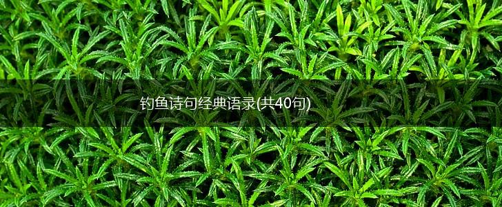 钓鱼诗句经典语录(共40句),第1张