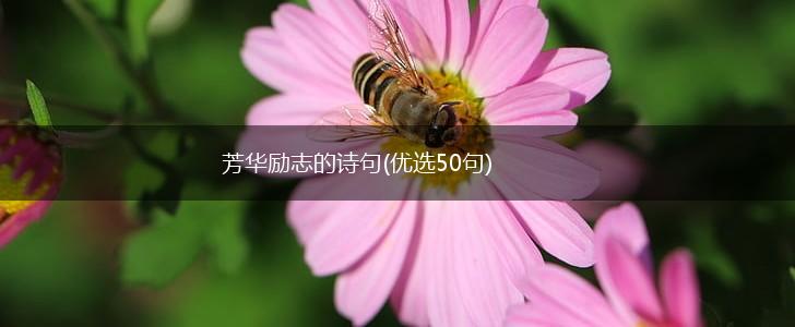 芳华励志的诗句(优选50句),第1张 芳华励志的诗句(优选50句),第1张