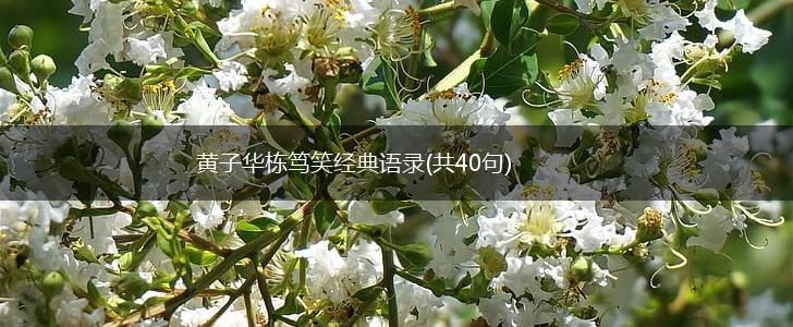 黄子华栋笃笑经典语录(共40句),第1张