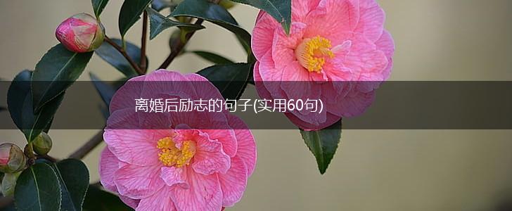 离婚后励志的句子(实用60句),第1张 离婚后励志的句子(实用60句),第1张