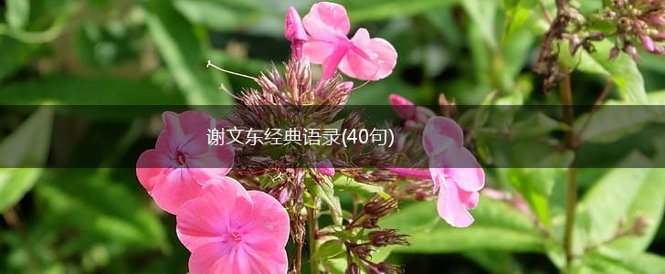 谢文东经典语录(40句),第1张