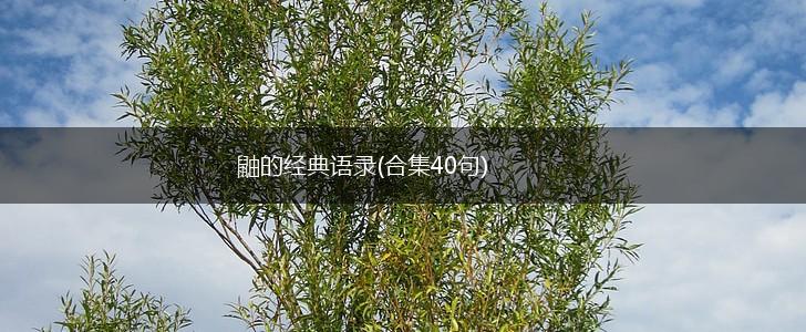 鼬的经典语录(合集40句),第1张