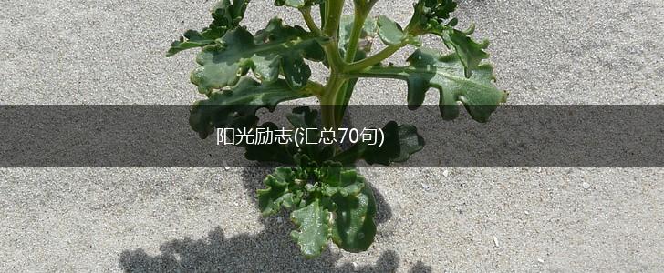 阳光励志(汇总70句),第1张