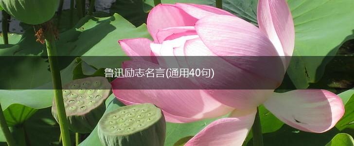 鲁迅励志名言(通用40句),第1张