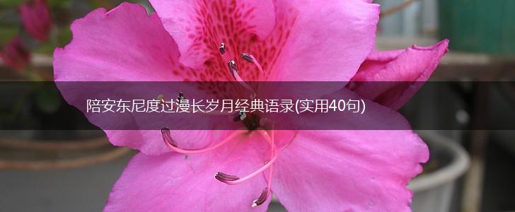 陪安东尼度过漫长岁月经典语录(实用40句),第1张