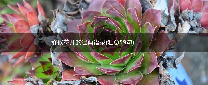 静候花开的经典语录(汇总59句),第1张