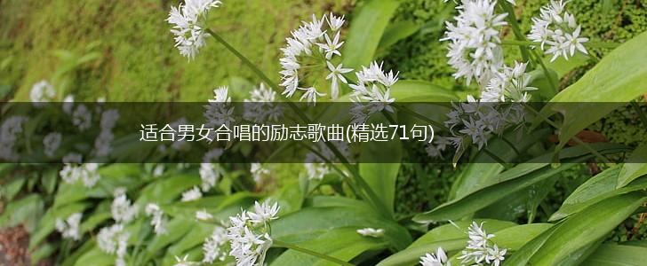 适合男女合唱的励志歌曲(精选71句),第1张