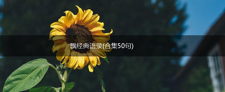 飘经典语录(合集50句),第1张