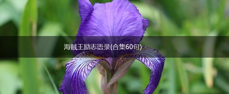 海贼王励志语录(合集60句),第1张