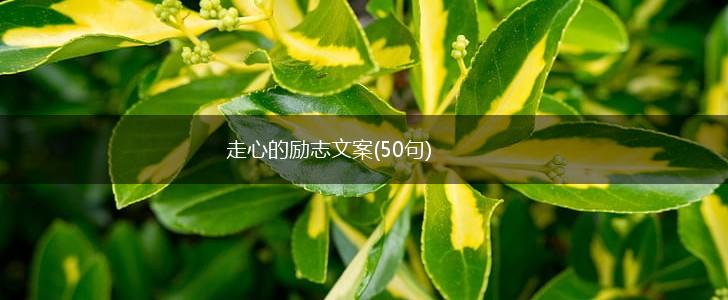 走心的励志文案(50句),第1张