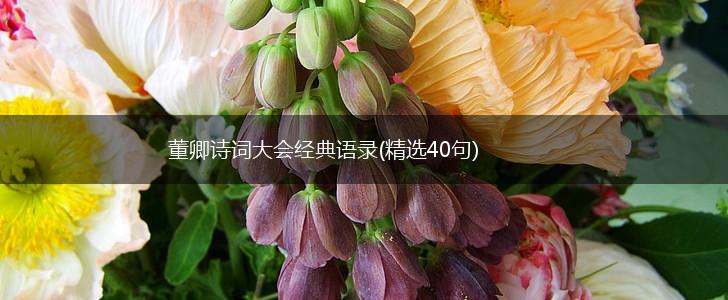 董卿诗词大会经典语录(精选40句),第1张