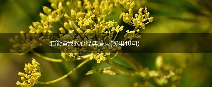 谁能懂我的心经典语录(实用40句),第1张
