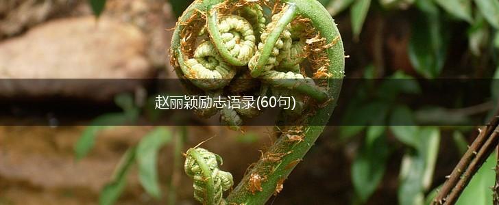 赵丽颖励志语录(60句),第1张