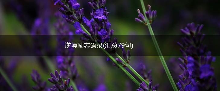 逆境励志语录(汇总79句),第1张