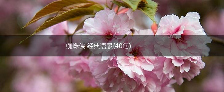 蜘蛛侠 经典语录(40句),第1张 蜘蛛侠 经典语录(40句),第1张