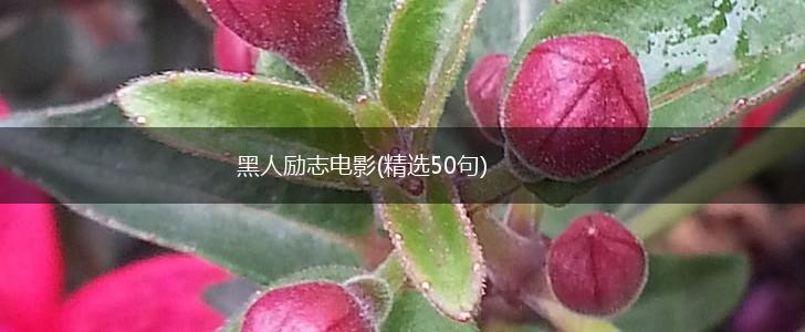 黑人励志电影(精选50句),第1张