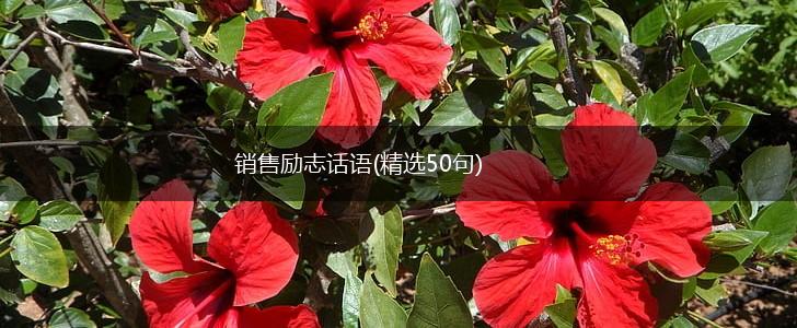 销售励志话语(精选50句),第1张