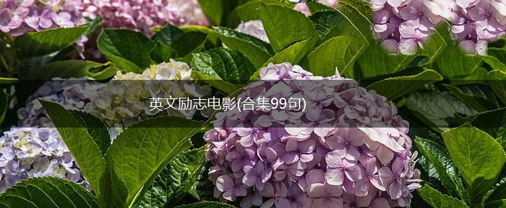 英文励志电影(合集99句),第1张 英文励志电影(合集99句),第1张