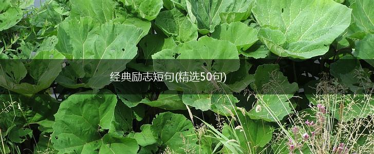 经典励志短句(精选50句),第1张