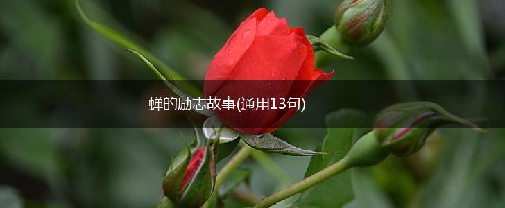 蝉的励志故事(通用13句),第1张