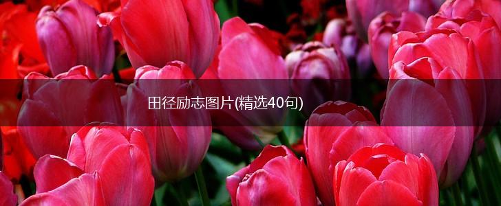 田径励志图片(精选40句),第1张