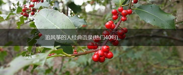 追风筝的人经典语录(热门40句),第1张