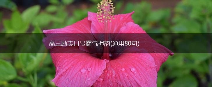 高三励志口号霸气押韵(通用80句),第1张