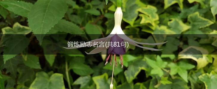 锻炼励志名言(共81句),第1张
