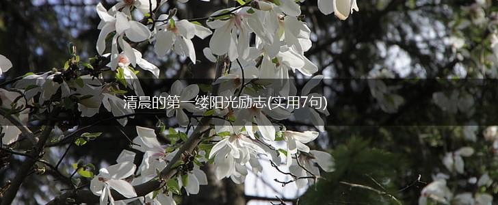 清晨的第一缕阳光励志(实用7句),第1张 清晨的第一缕阳光励志(实用7句),第1张