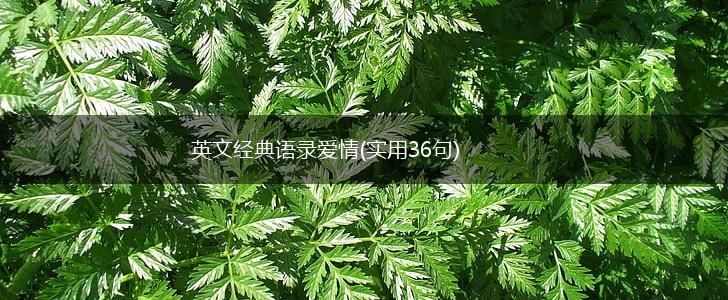 英文经典语录爱情(实用36句),第1张