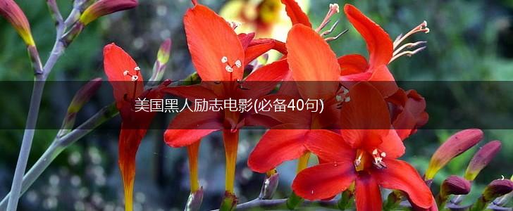 美国黑人励志电影(必备40句),第1张