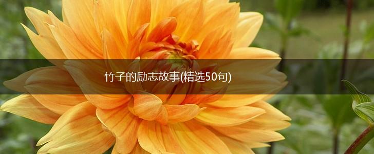 竹子的励志故事(精选50句),第1张