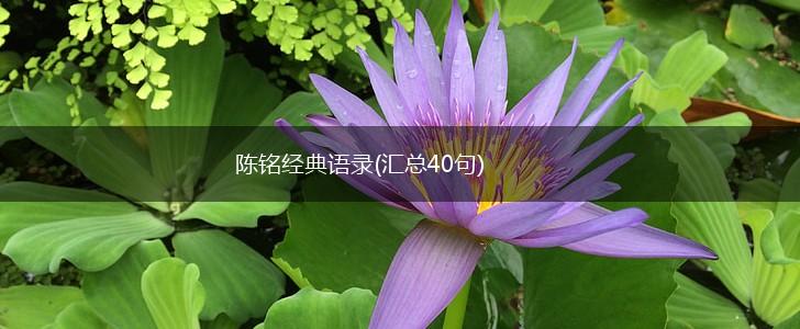 陈铭经典语录(汇总40句),第1张