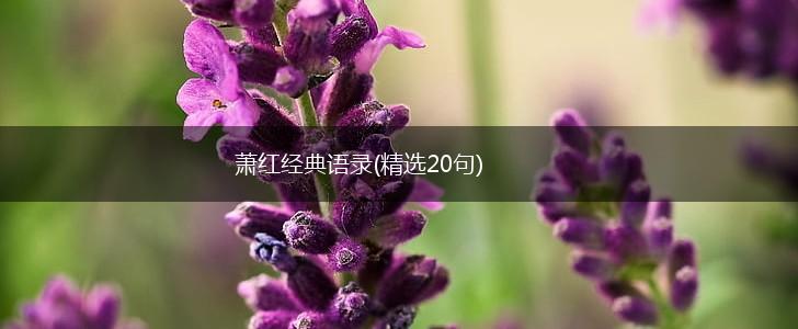 萧红经典语录(精选20句),第1张