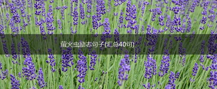 萤火虫励志句子(汇总40句),第1张