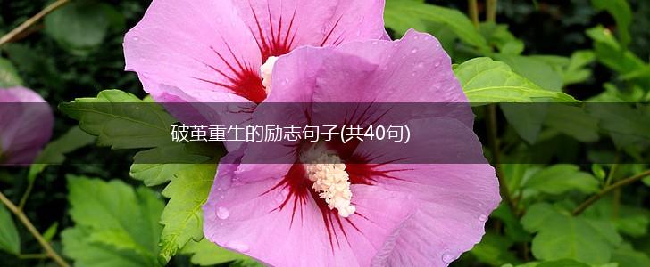 破茧重生的励志句子(共40句),第1张 破茧重生的励志句子(共40句),第1张