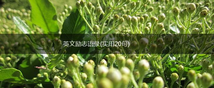 英文励志语录(实用20句),第1张 英文励志语录(实用20句),第1张